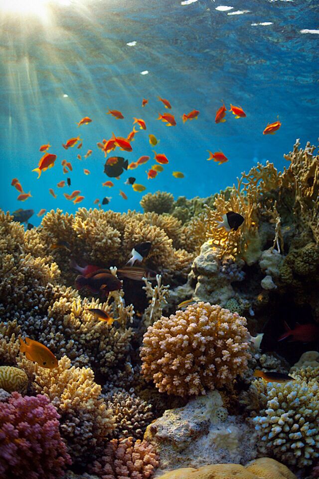 Iphone Under The Sea - HD Wallpaper 