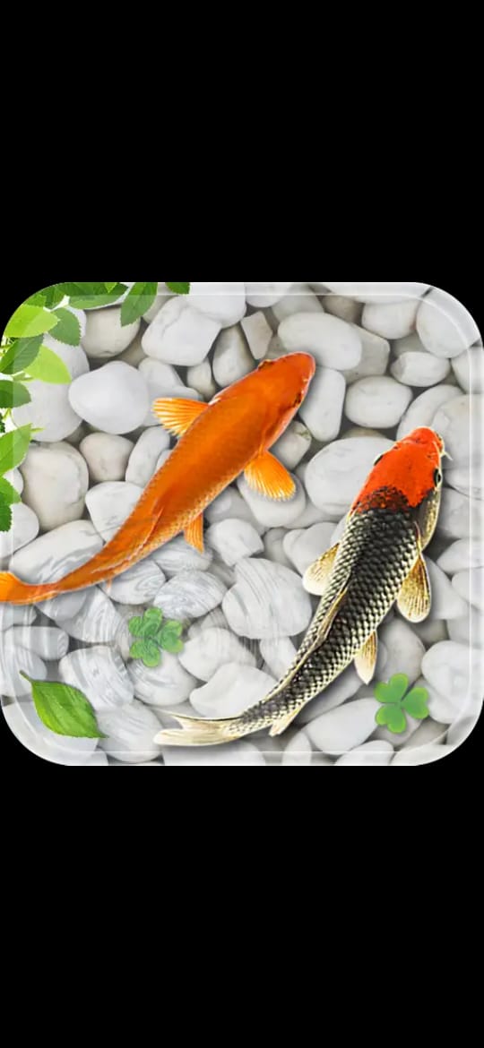 Koi Live Wallpaper - HD Wallpaper 