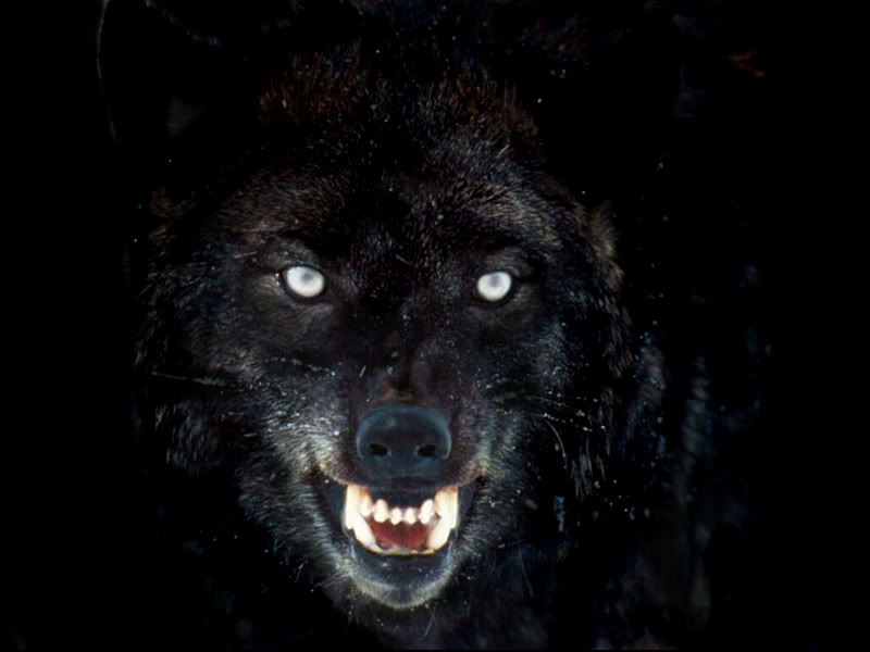 Lone Wolf Hd - HD Wallpaper 