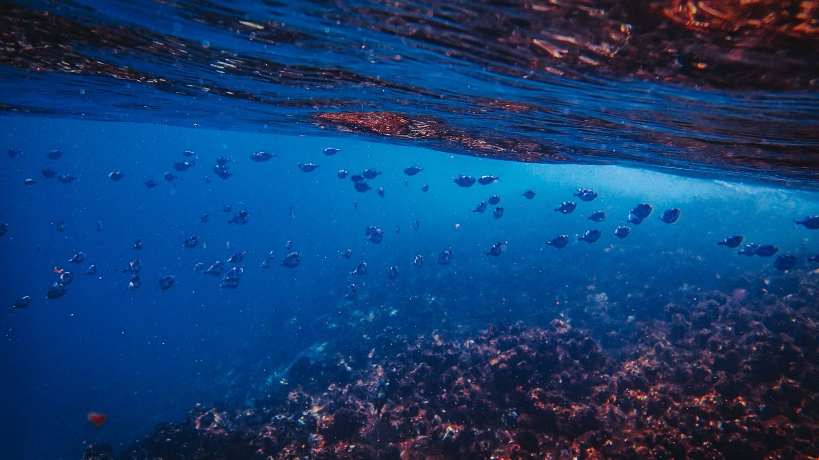 Ocean Different Kind Of Ecosystem - HD Wallpaper 
