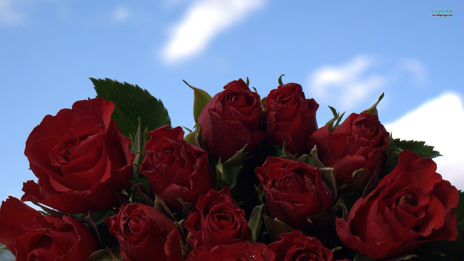 Beautiful Rose Red Bouquet - HD Wallpaper 