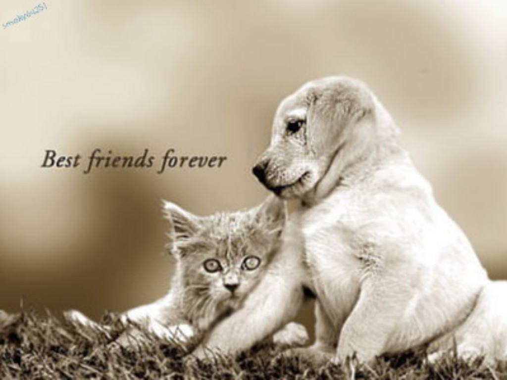 Best Friends Forever Puppy And Kitten Wallpaper - HD Wallpaper 