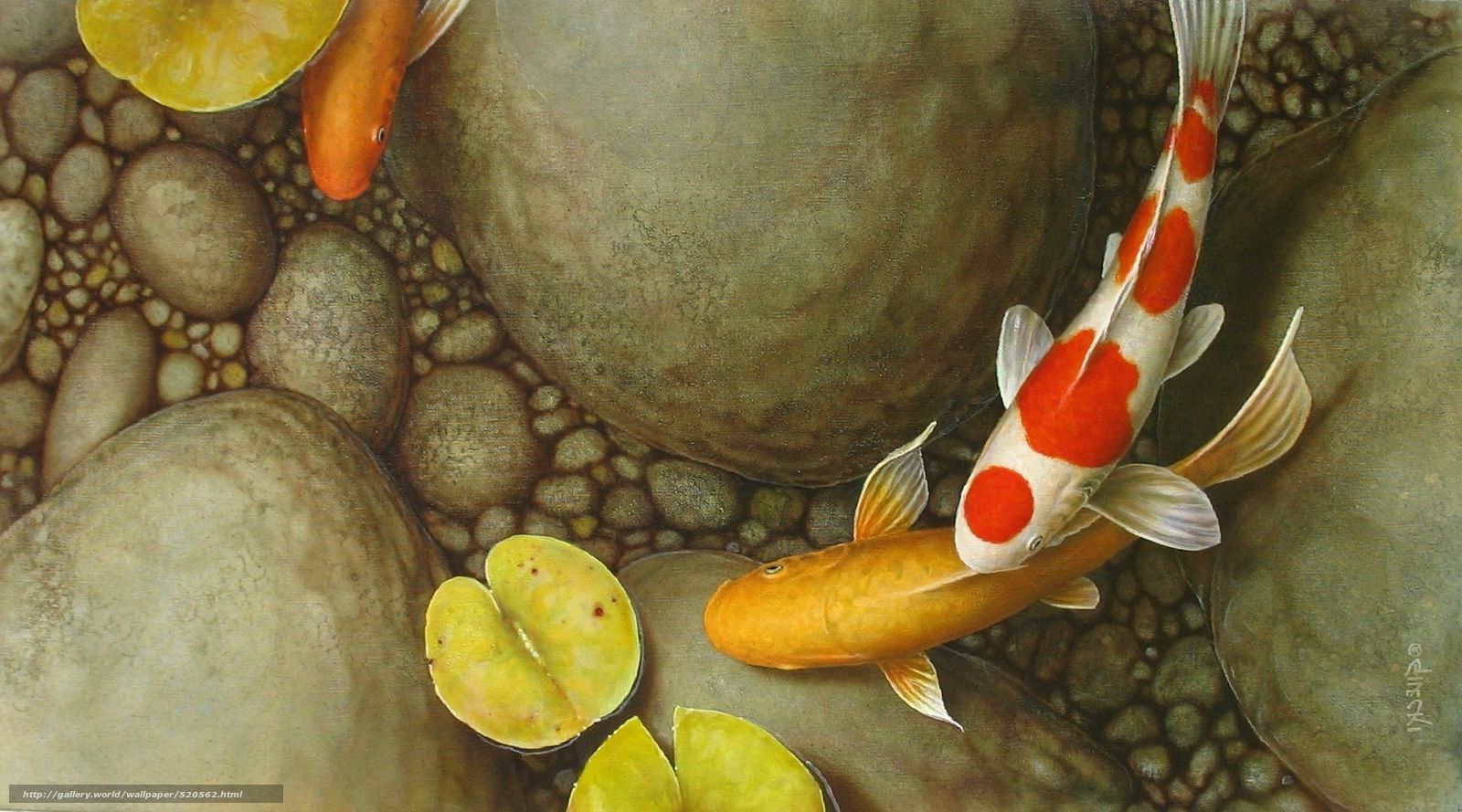 Koi Fish Wallpaper For Android - Koi Fish With Pebbles - HD Wallpaper 