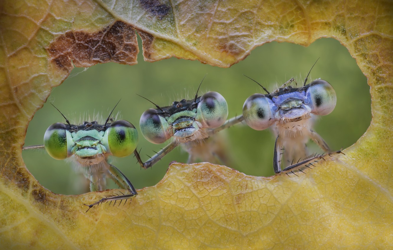 Photo Wallpaper Insects, Sheet, Friends Forever - Alberto Ghizzi Panizza - HD Wallpaper 