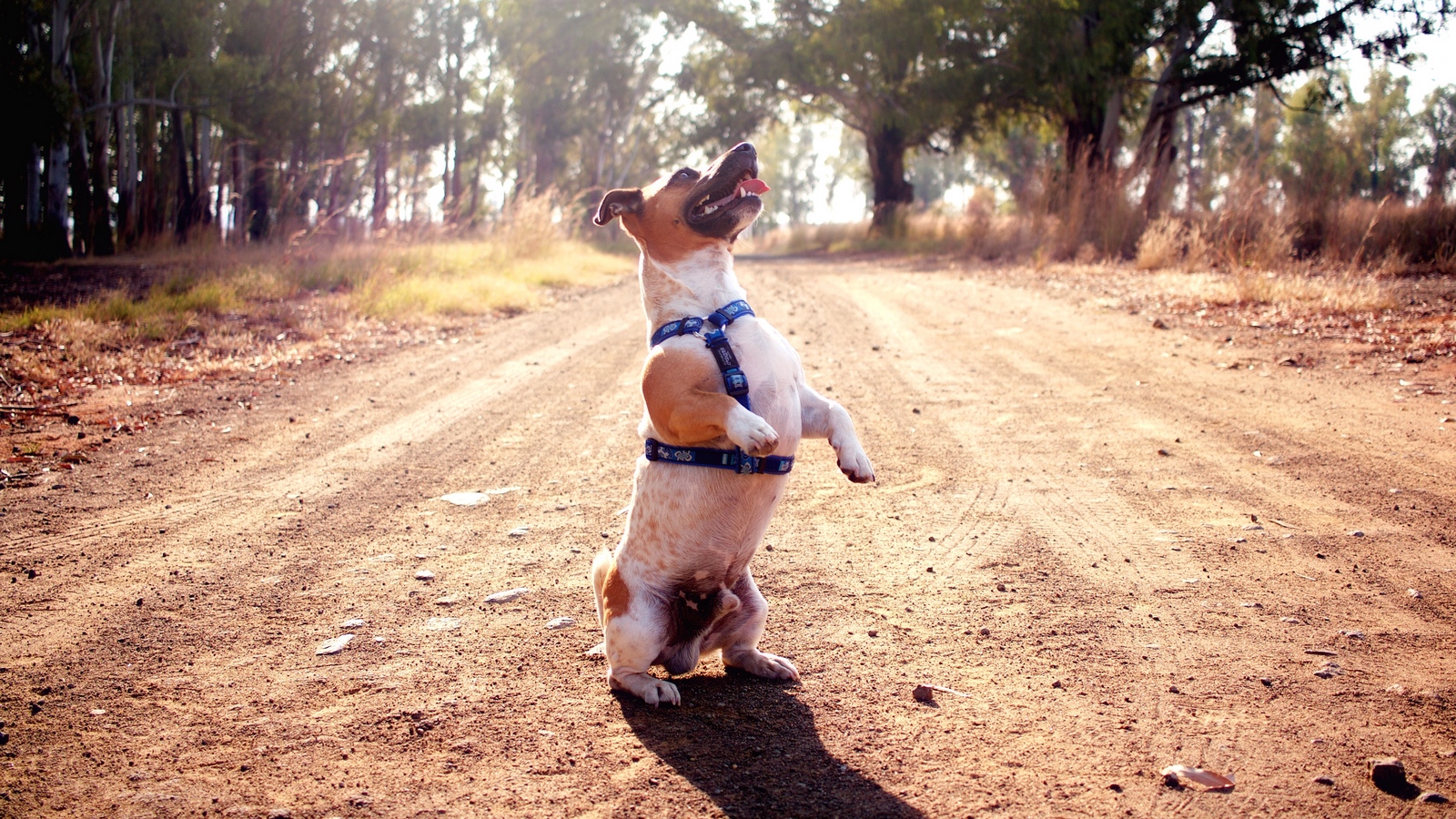 Wallpaper Jack Russell Terrier, Dog, Funny - Jack Russell Terrier Wallpaper Background - HD Wallpaper 
