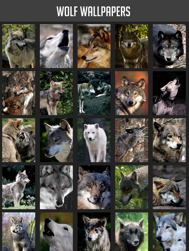Collage - HD Wallpaper 