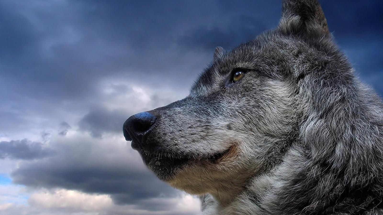 Hd Wolf Live Wallpaper - HD Wallpaper 