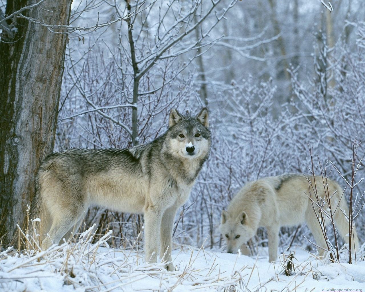 Wolves In Winter Forest - HD Wallpaper 