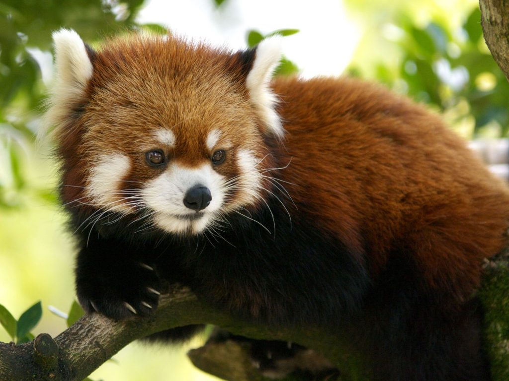 Red Panda - HD Wallpaper 