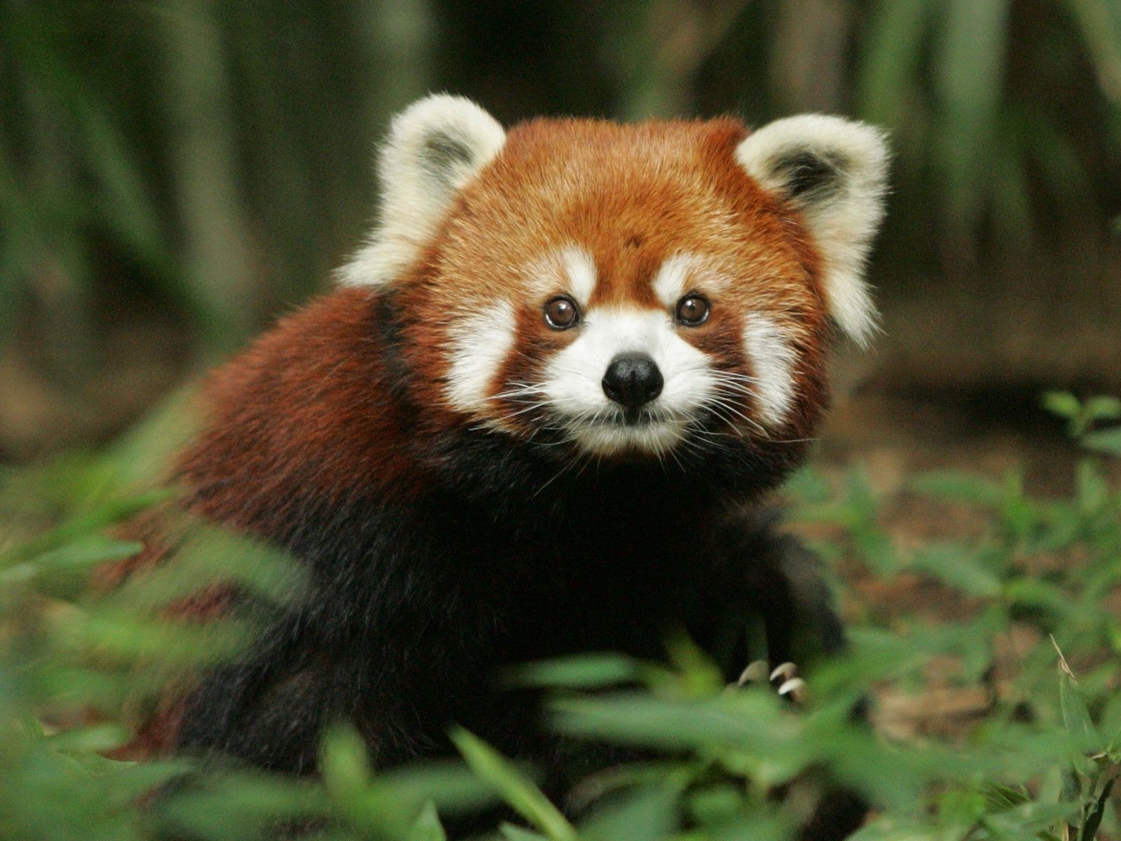 Red Panda Desktop Background 1600x10 Wallpaper Teahub Io Red Panda Desktop Background 1600x10 Wallpaper Teahub Io