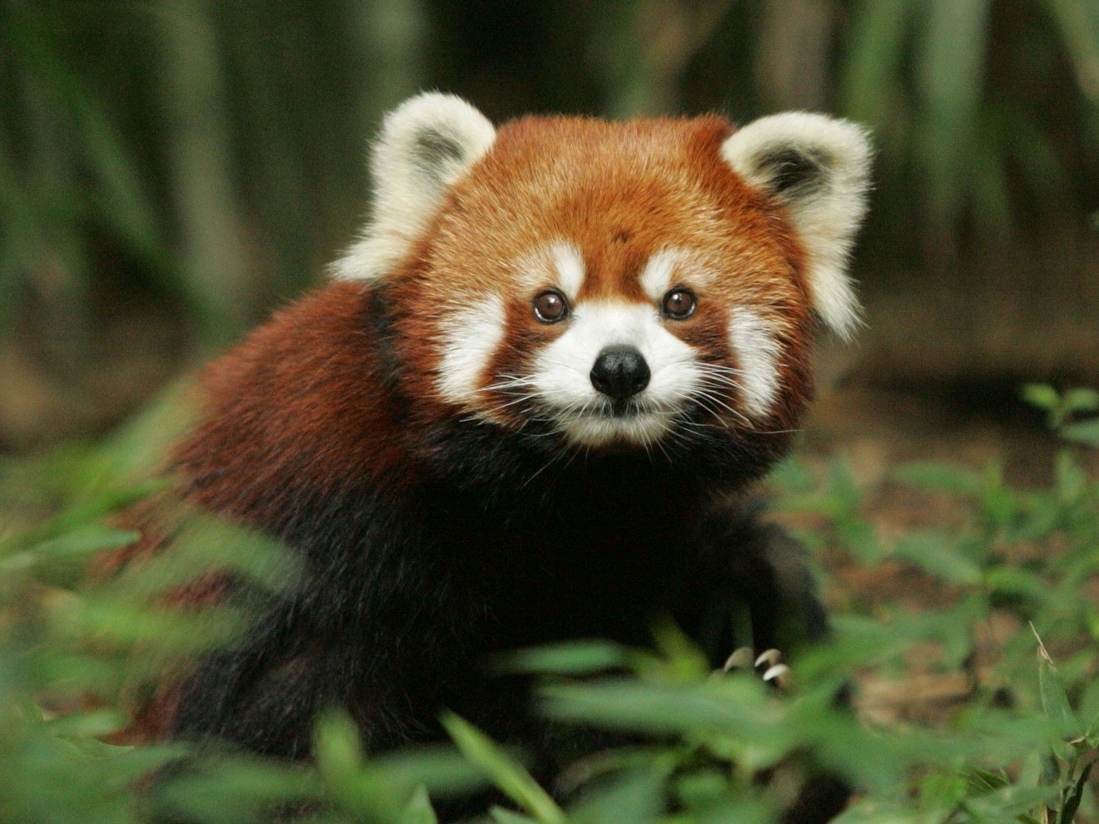 Red Panda Desktop Background - HD Wallpaper 