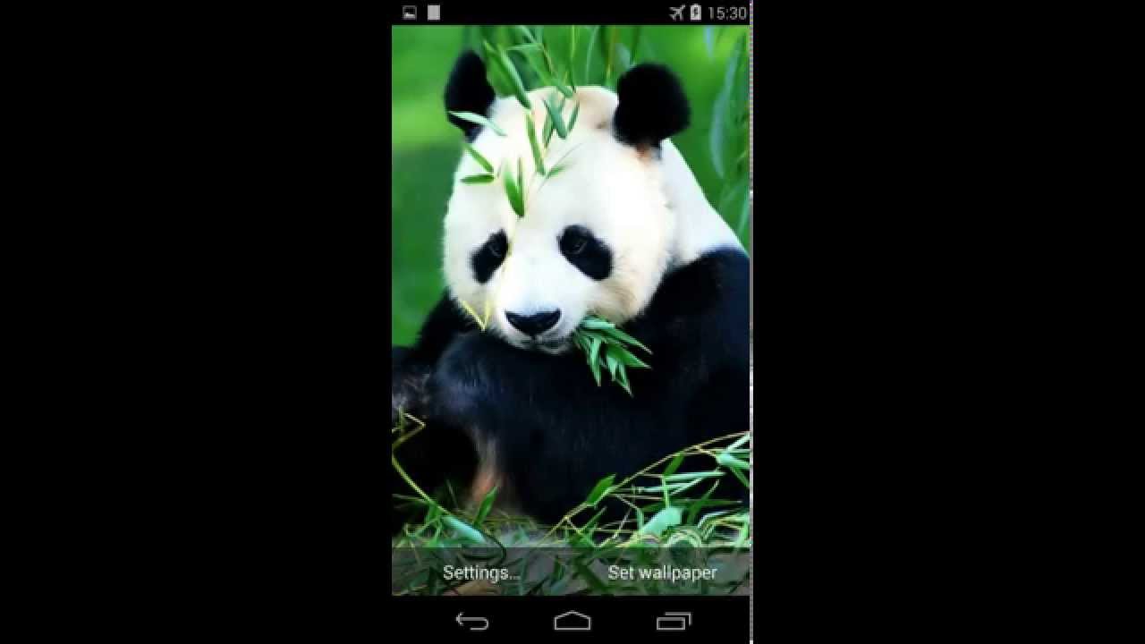 Herbivores Eat Plants 1280x720 Wallpaper teahub.io