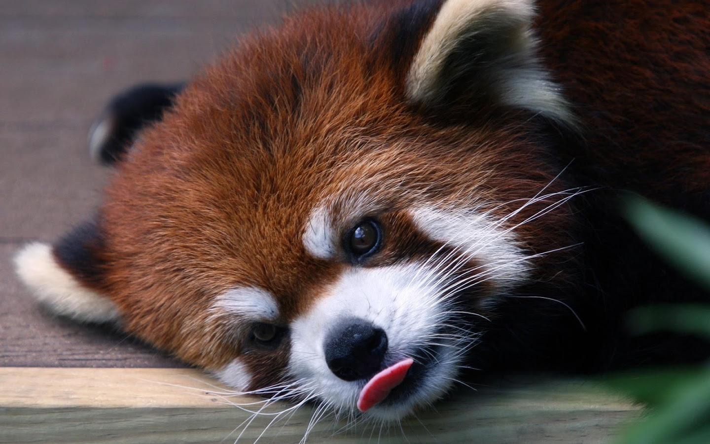 Red Panda Wallpapers - HD Wallpaper 