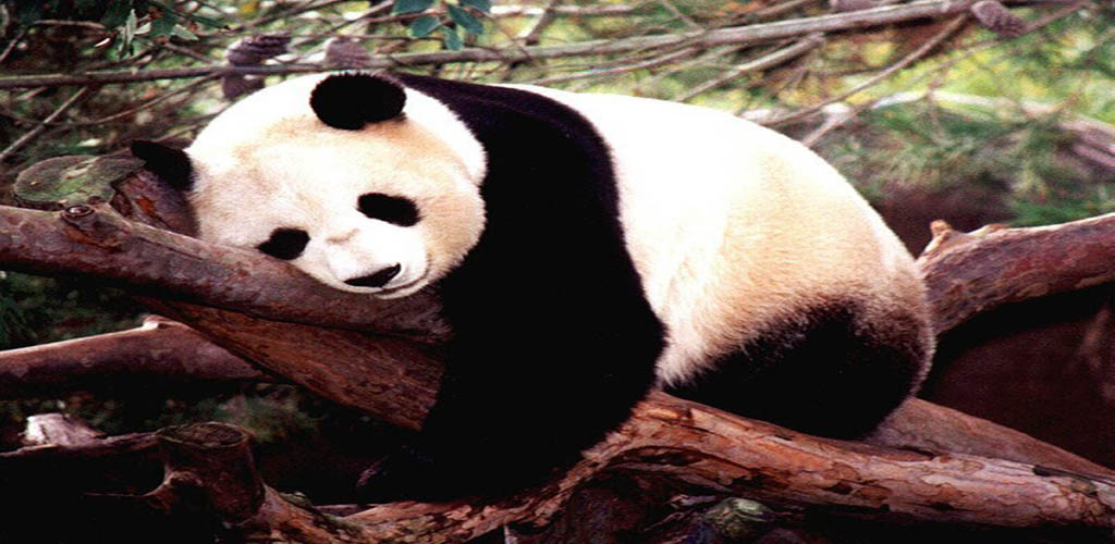 Kung Fu Panda Sleeping - HD Wallpaper 