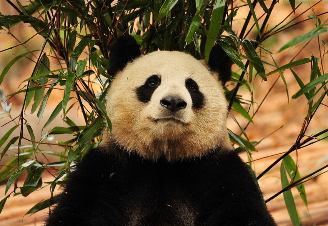 Panda - HD Wallpaper 