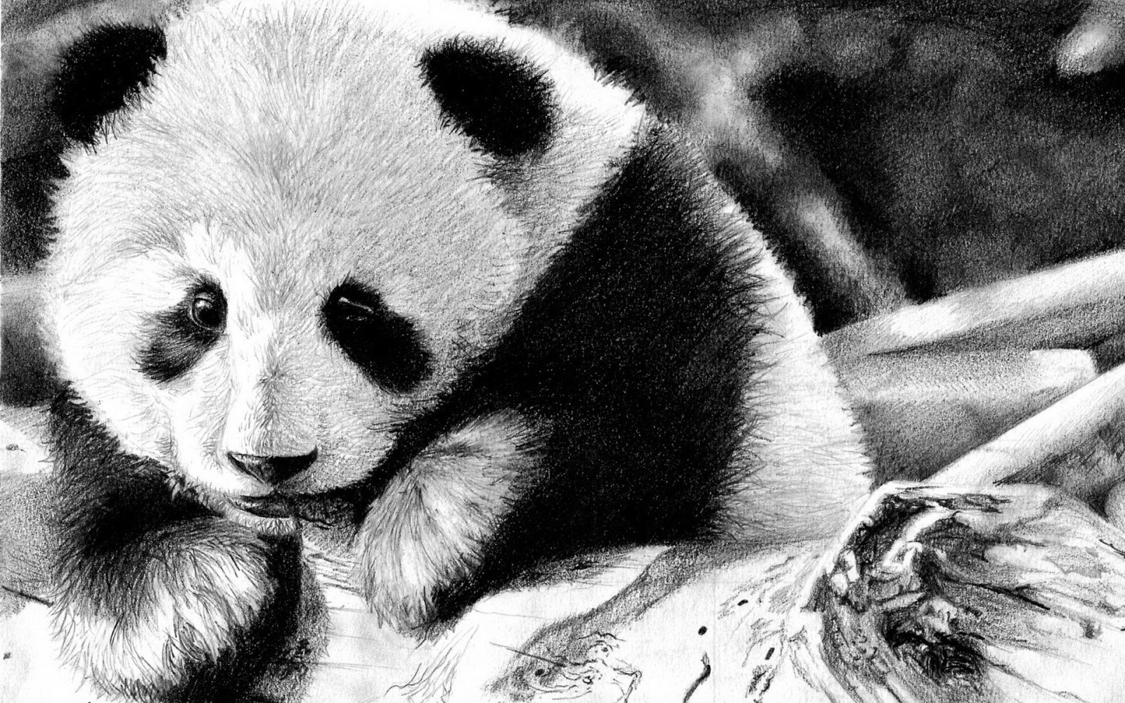 Sleeping Panda Wallpaper Sleeping Panda Live Wallpaper - Panda Black And White Hd - HD Wallpaper 