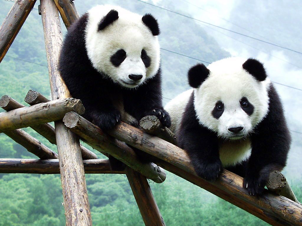 Panda Hq Wallpapers - Pandas China - HD Wallpaper 