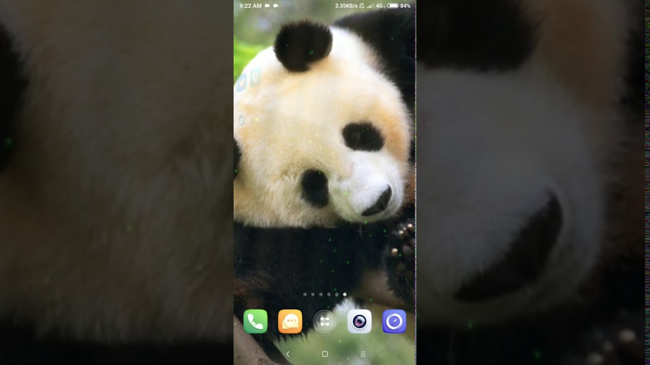 Giant Panda - HD Wallpaper 
