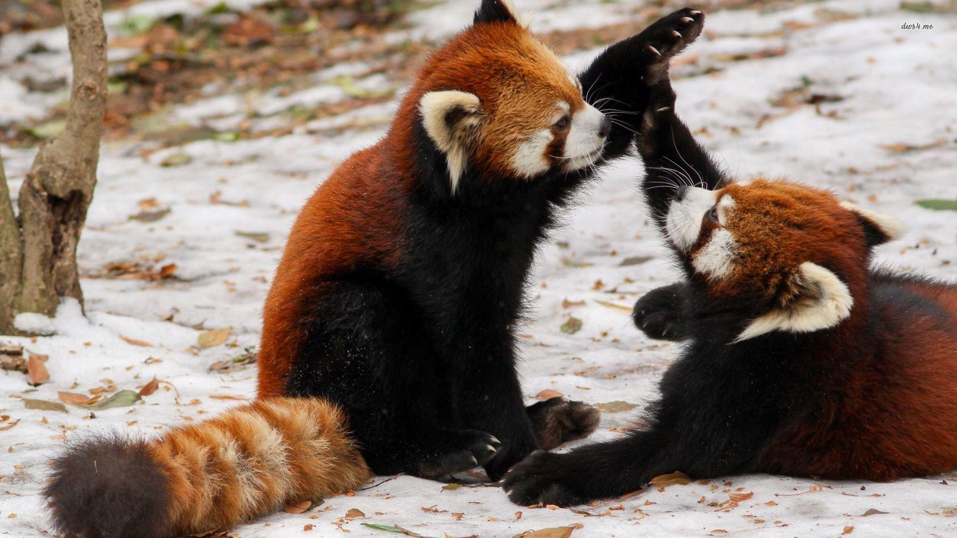 Really Cute Red Pandas - HD Wallpaper 