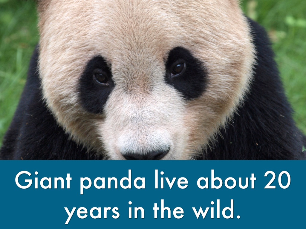 パンダ の 目 - HD Wallpaper 