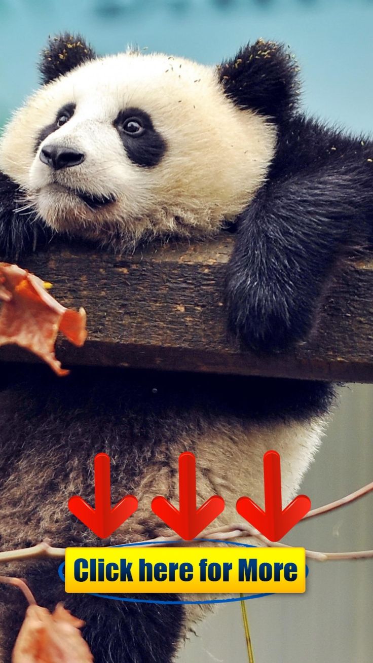 Panda Wallpaper 720 - HD Wallpaper 