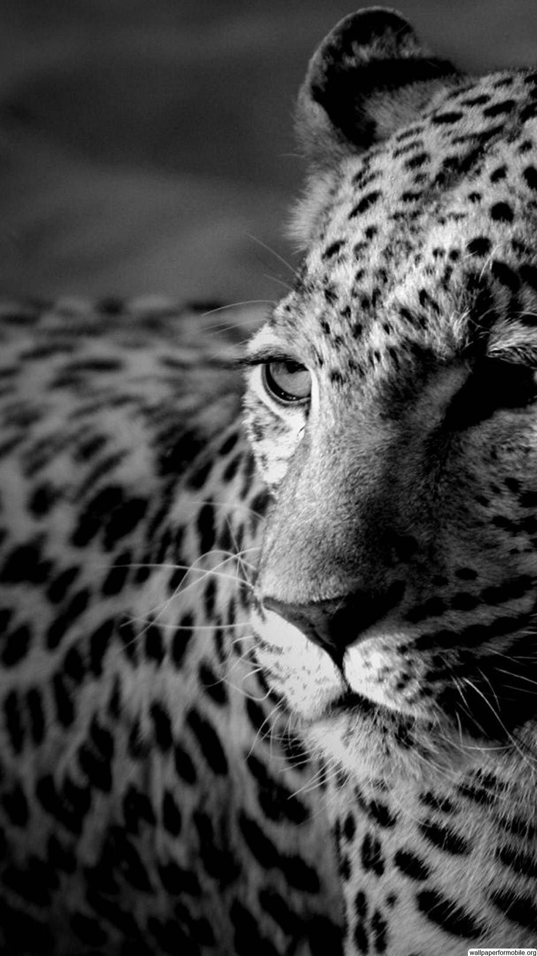 1080x1920, Http - Black And White Cheetah - HD Wallpaper 