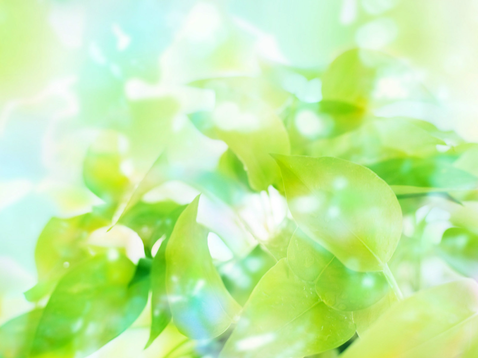 Green Wallpaper - Green Color - HD Wallpaper 