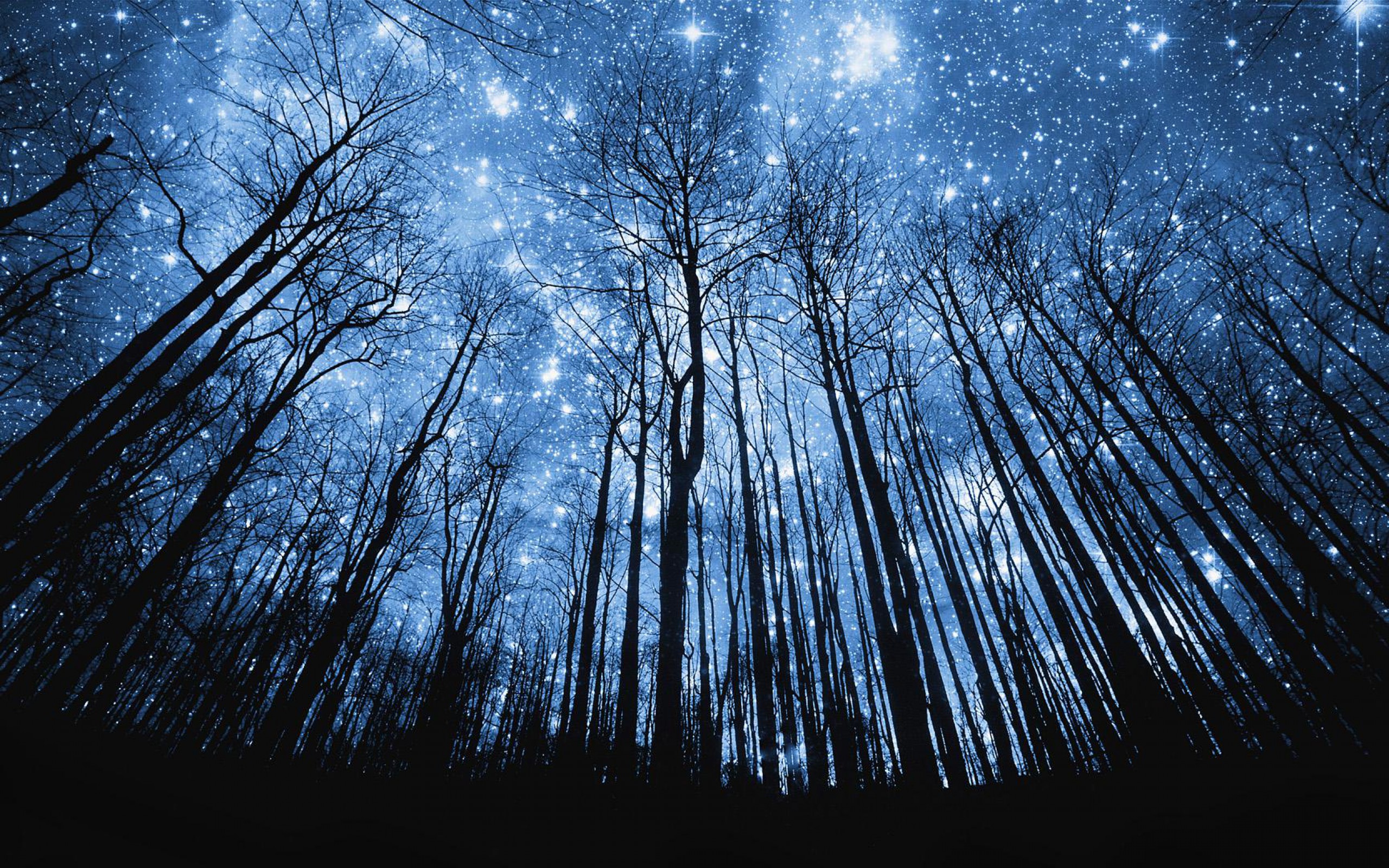 Starry Night Forest - HD Wallpaper 