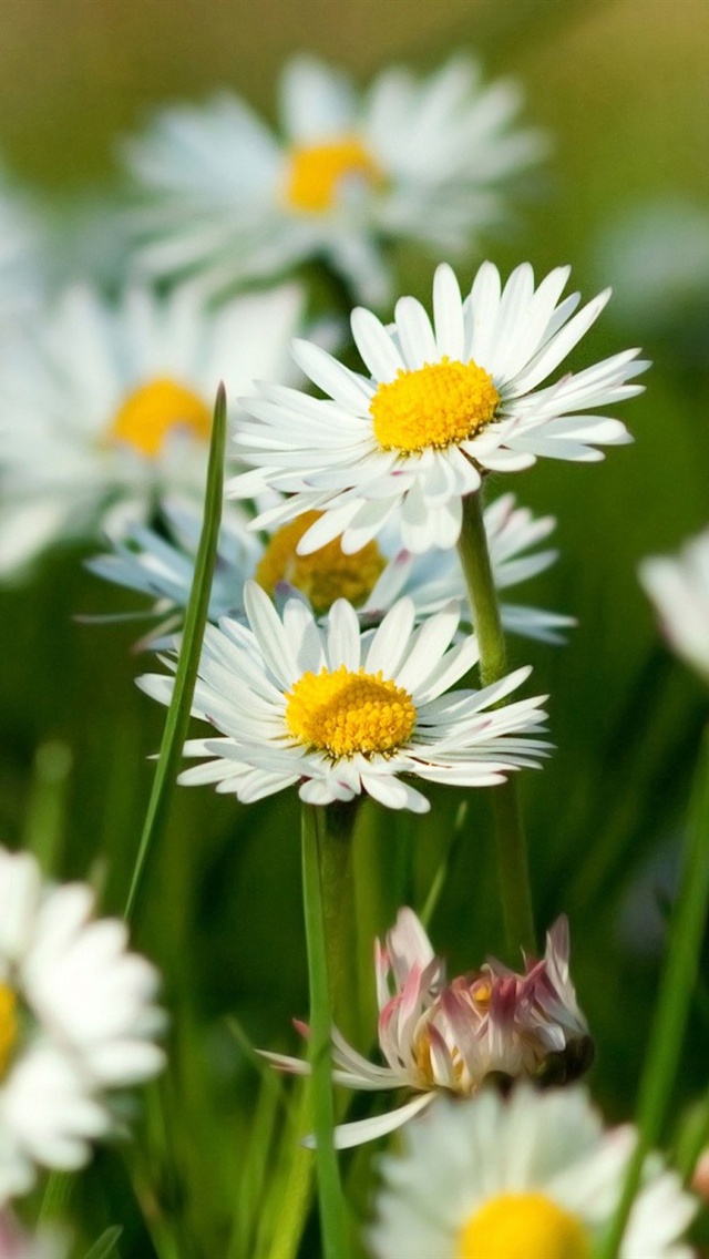 Spring Wallpaper For Android Phone 640x1136 Wallpaper Teahub Io