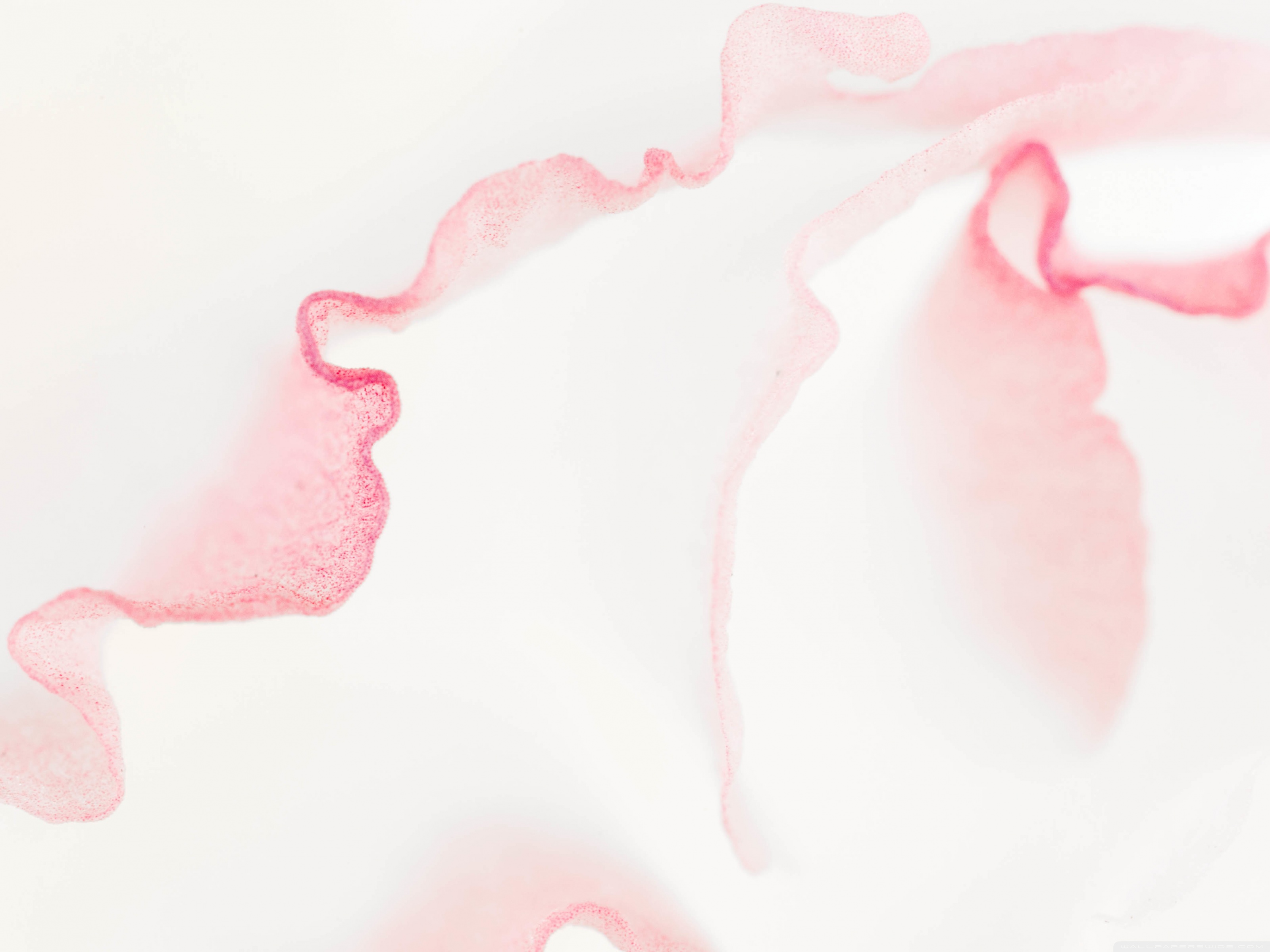 Light Pink - HD Wallpaper 