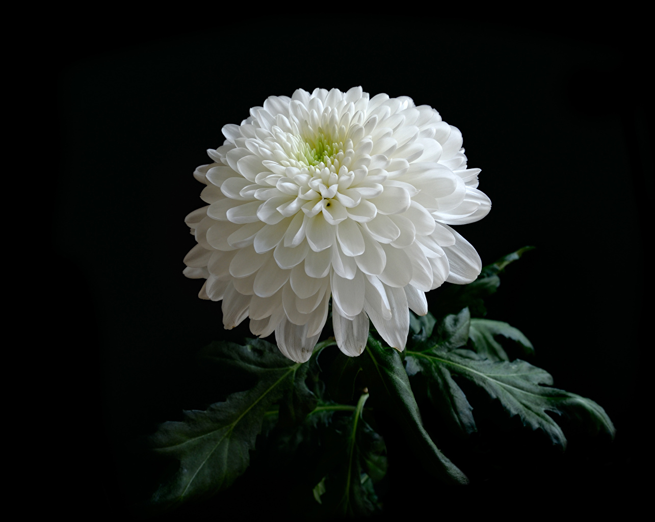 Flowers On Black Background - HD Wallpaper 