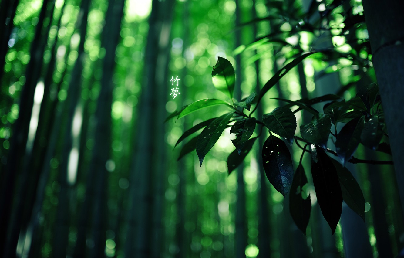 Photo Wallpaper Forest, Bamboo, Characters, Green Colour - Windows 10 Wallpaper Hd Leaves - HD Wallpaper 