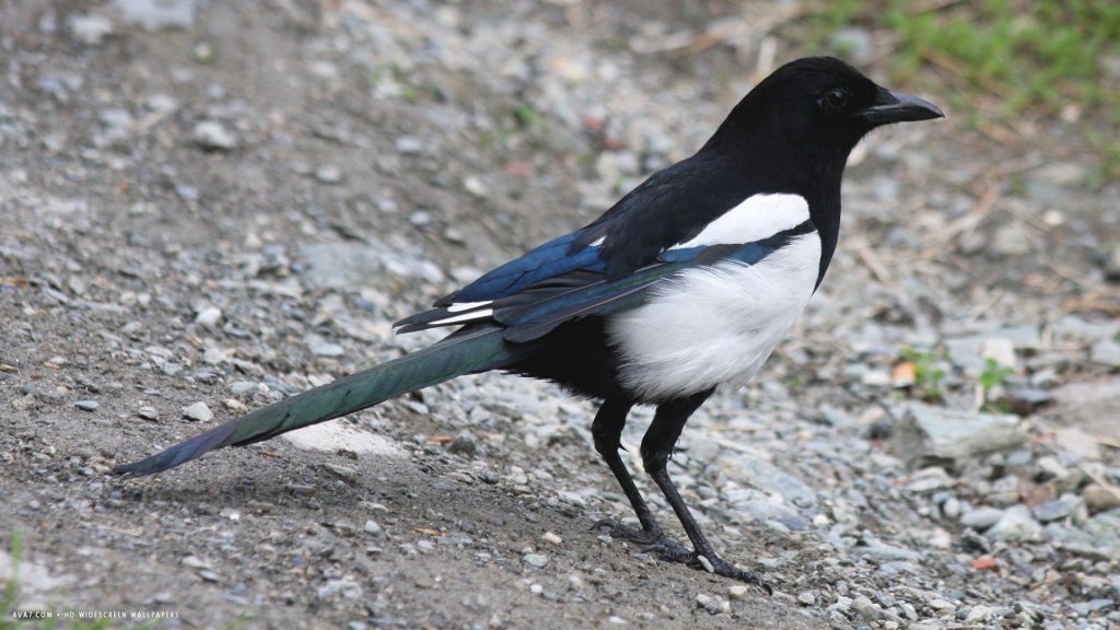 Magpie Wallpapers Bird Black - Magpie Hd - HD Wallpaper 