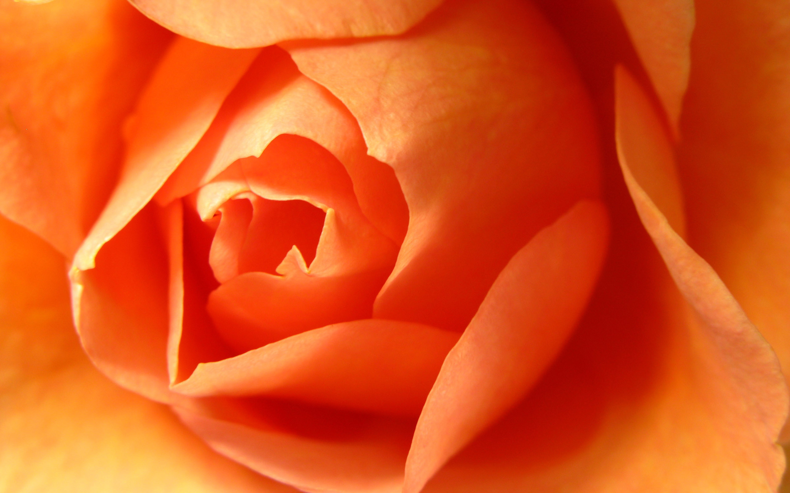Color Images Orange Flowers Hd Wallpaper And Background - Orange Color  Flower Background - 2560x1600 Wallpaper 