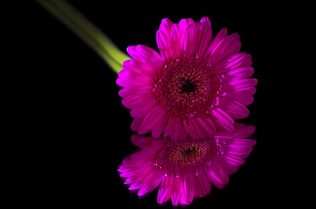 Black Colour Background With Flower - 1024x678 Wallpaper 
