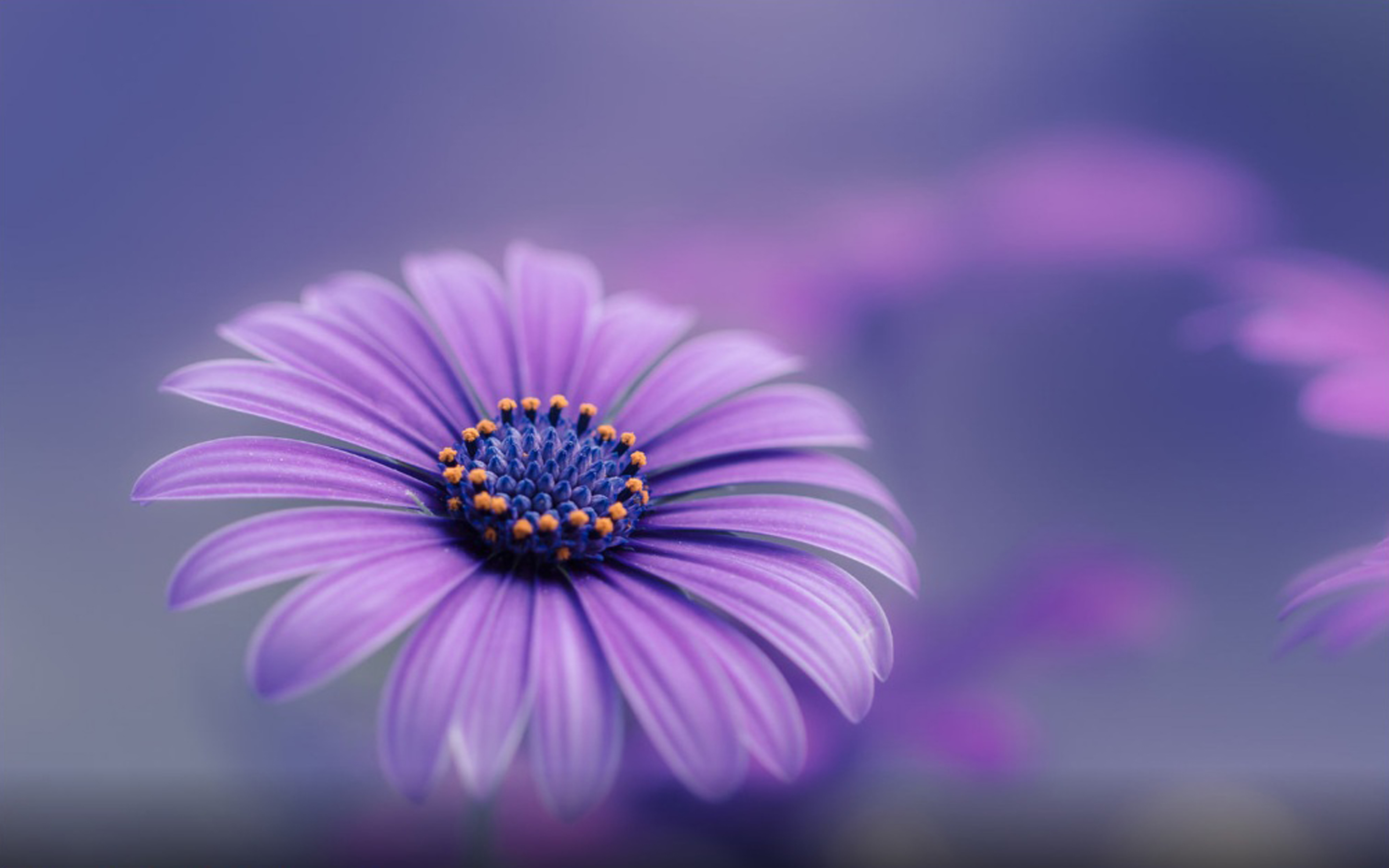 4k Wallpaper For Mobile Flower - 2880x1800 Wallpaper 4k Wallpaper For Mobile Flower - 2880x1800 Wallpaper