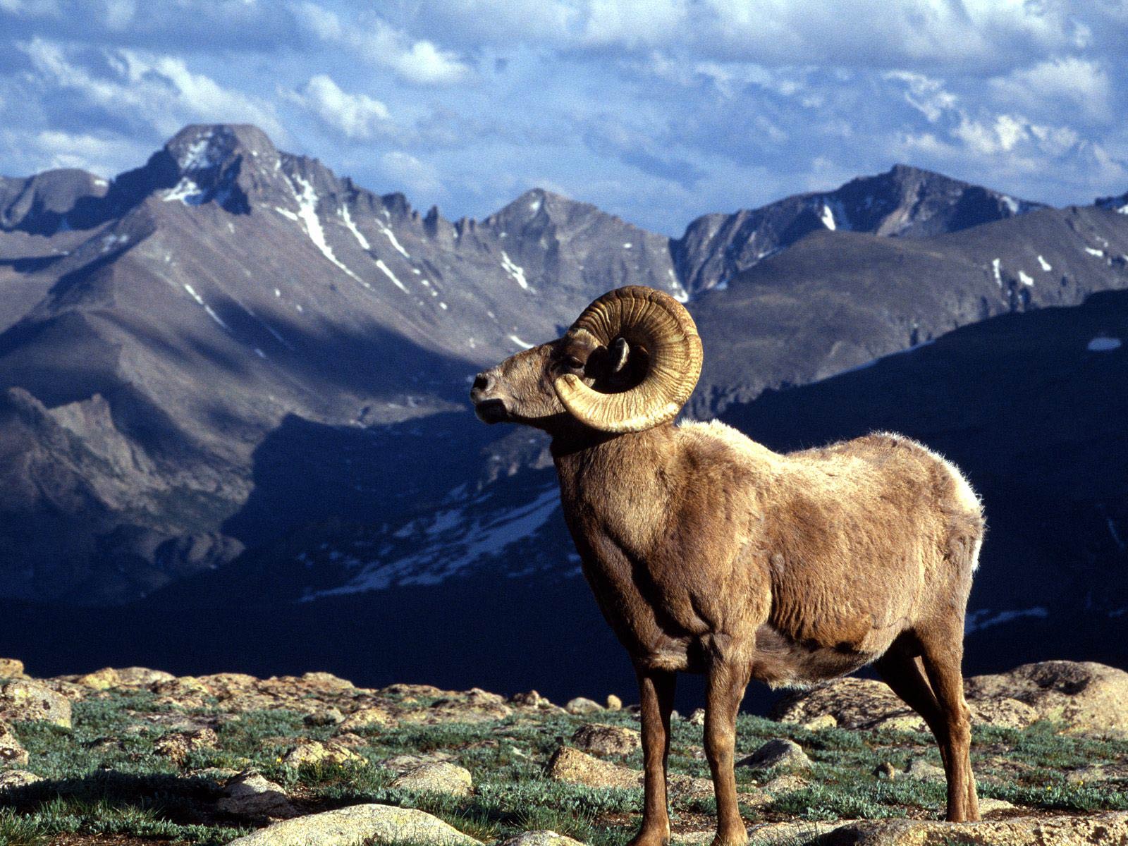 Free Ram Wallpaper Wallpapers Download - Bighorn Sheep Rocky Mountain National Park - HD Wallpaper 
