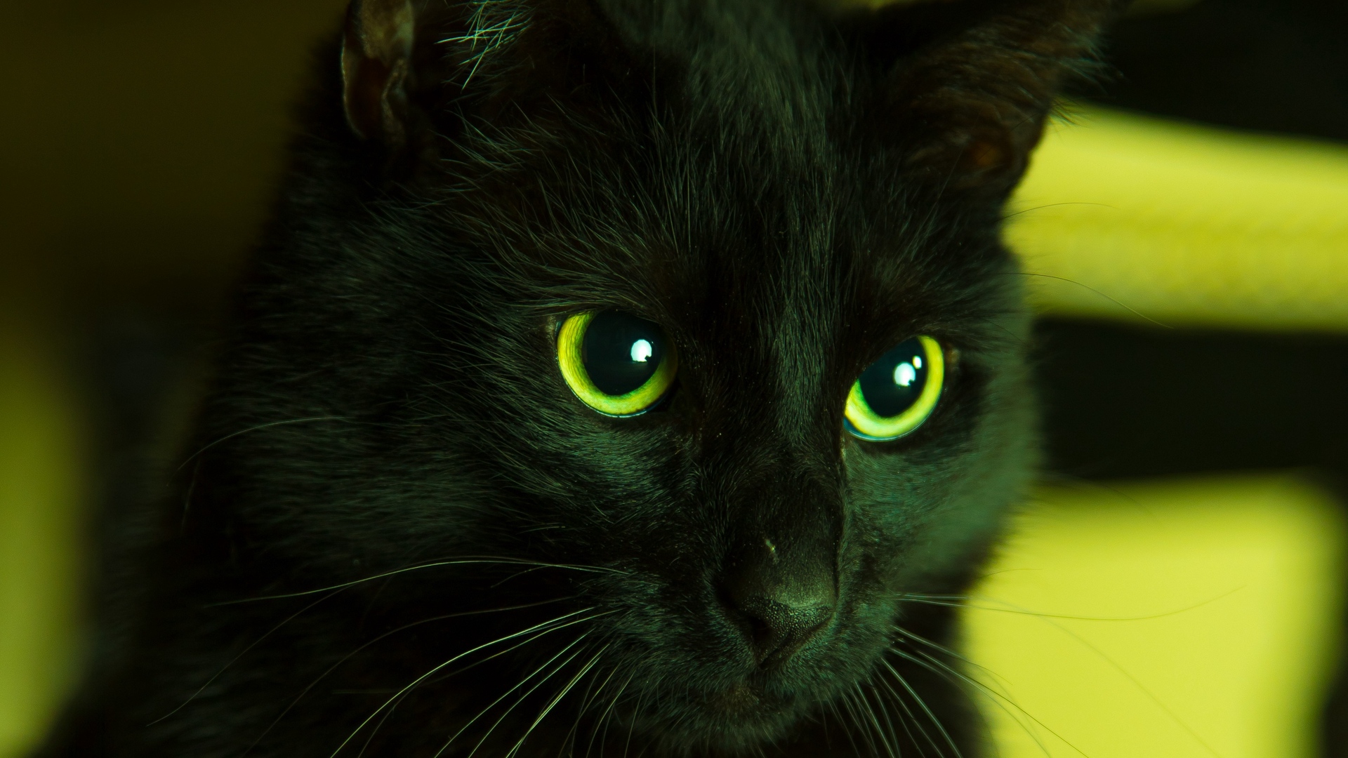Wallpaper Cat, Black, Looks, Eyes, Green - Green Cat Wallpaper Iphone -  1920x1080 Wallpaper 
