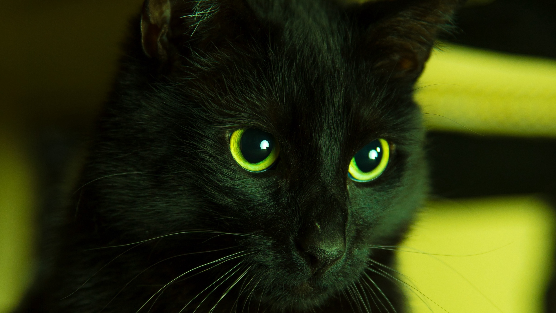 Wallpaper Cat, Black, Looks, Eyes, Green - Green Cat Wallpaper Iphone - 1920x1080 Wallpaper Wallpaper Cat, Black, Looks, Eyes, Green - Green Cat Wallpaper Iphone - 1920x1080 Wallpaper