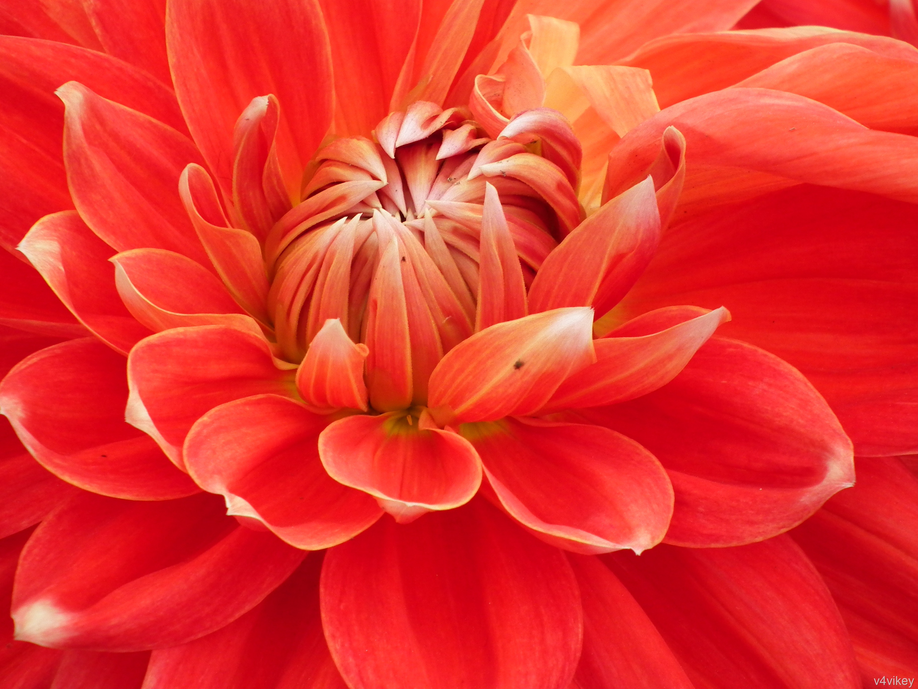 Beautiful Orange Color Flowers - HD Wallpaper 