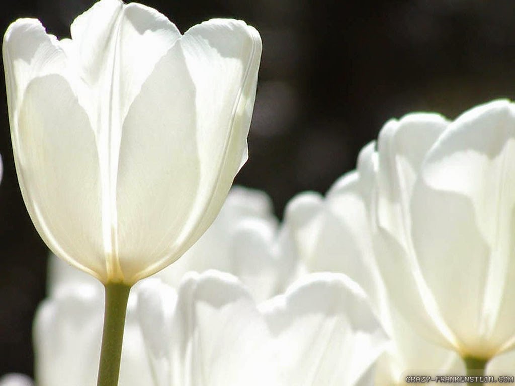 Tulip Putih Wallpaper - White Tulip Meaning - HD Wallpaper 