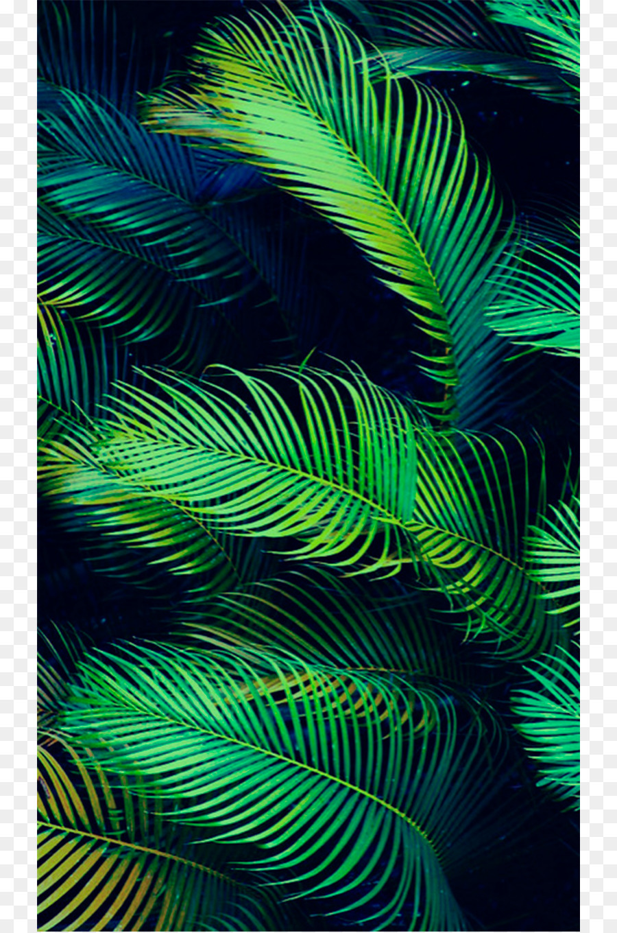 Palm Leaves Wallpaper Iphone 7 - HD Wallpaper 