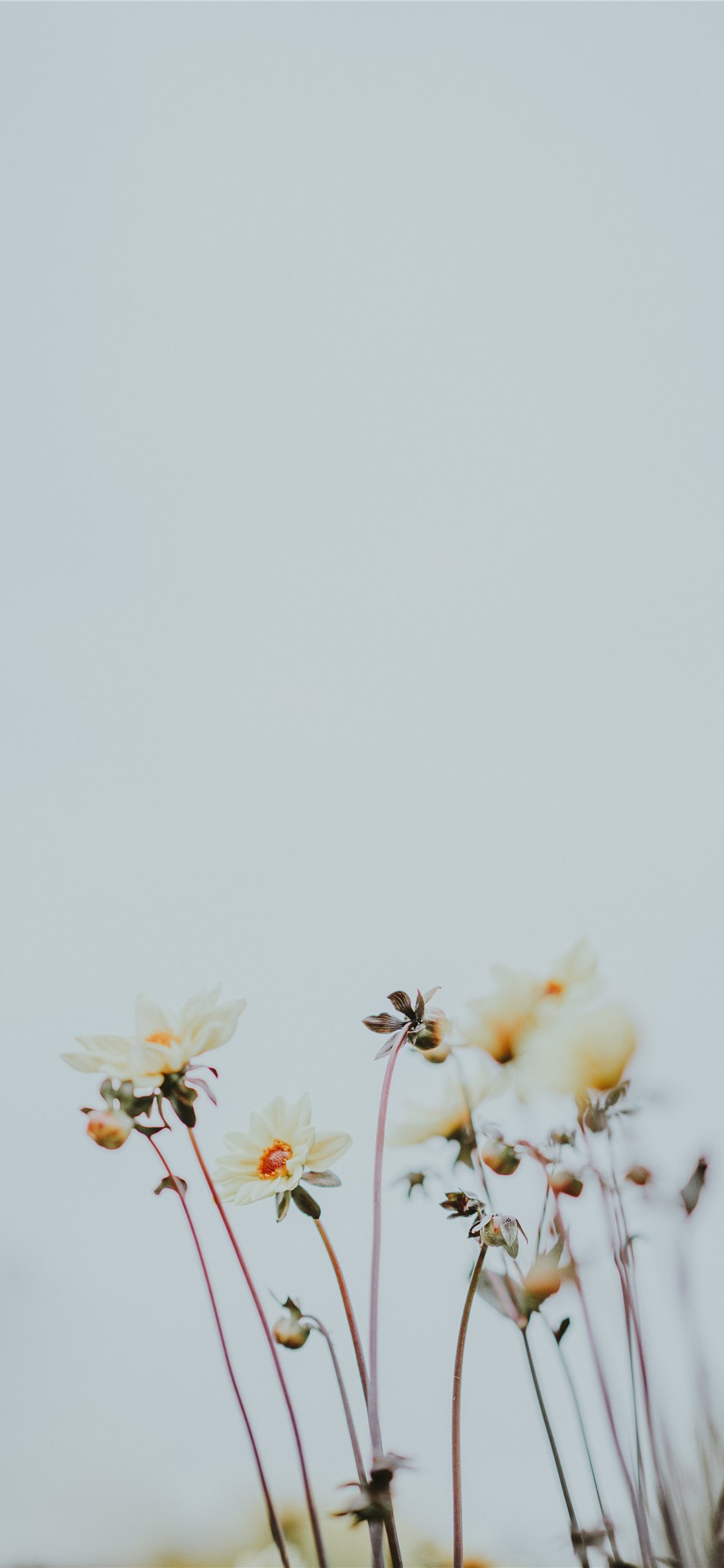 Love Polygamy Quotes - HD Wallpaper 