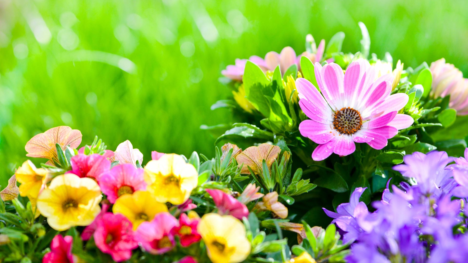 Flower Greenery Wallpaper - Hd Wallpapers Greenery - 1920x1080 Wallpaper - Flower Greenery Wallpaper - Hd Wallpapers Greenery - 1920x1080 Wallpaper -
