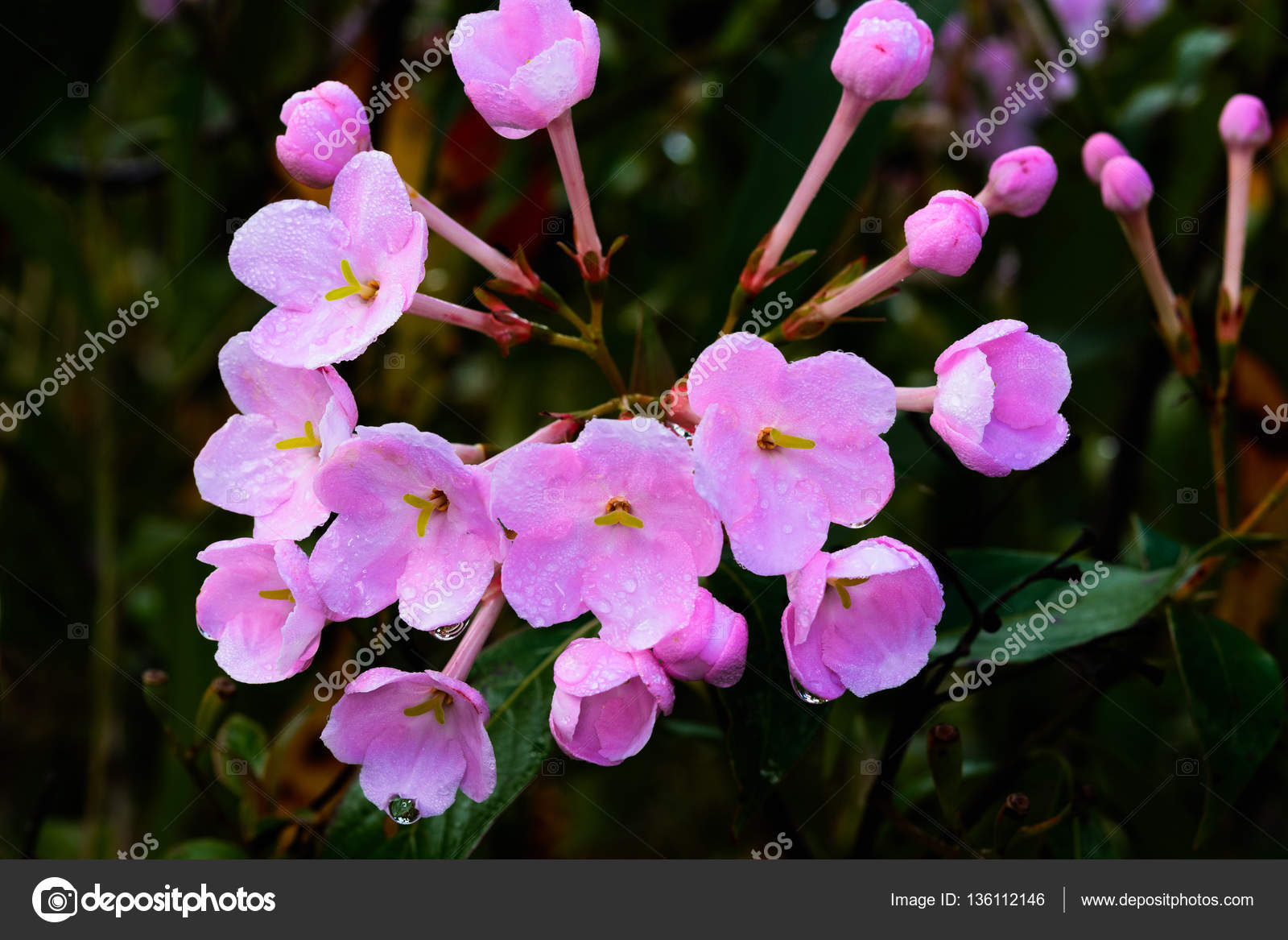 Melastome Family - HD Wallpaper 