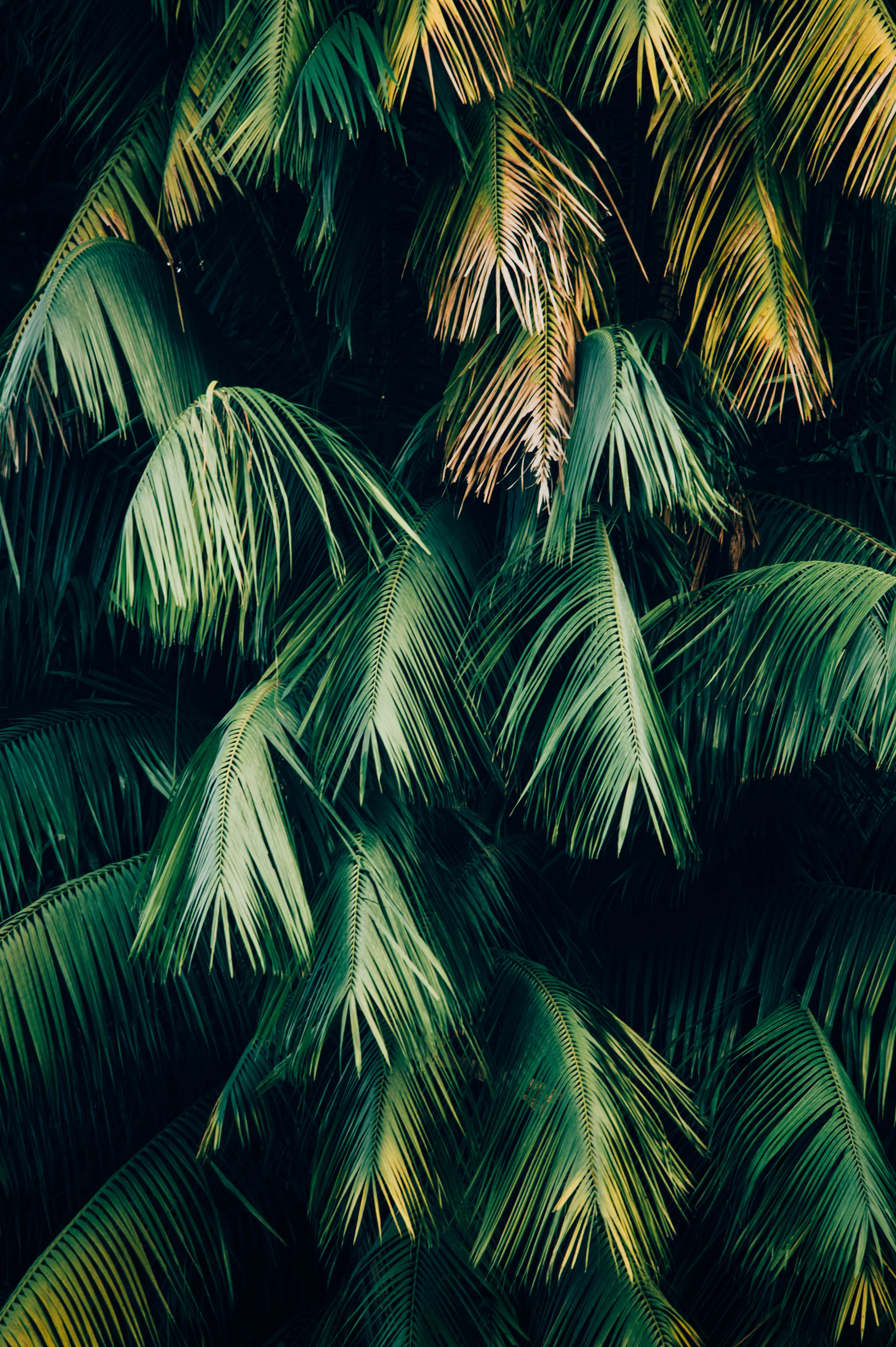 Wallpaper Leaves, Plant, Branches, Green, Brown - Palm Leaves - HD Wallpaper 