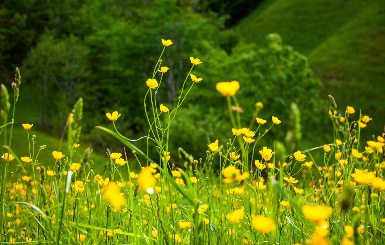 Photo Wallpaper Greens, Summer, Flowers, Nature, Summer, - Flower Landscape - HD Wallpaper 