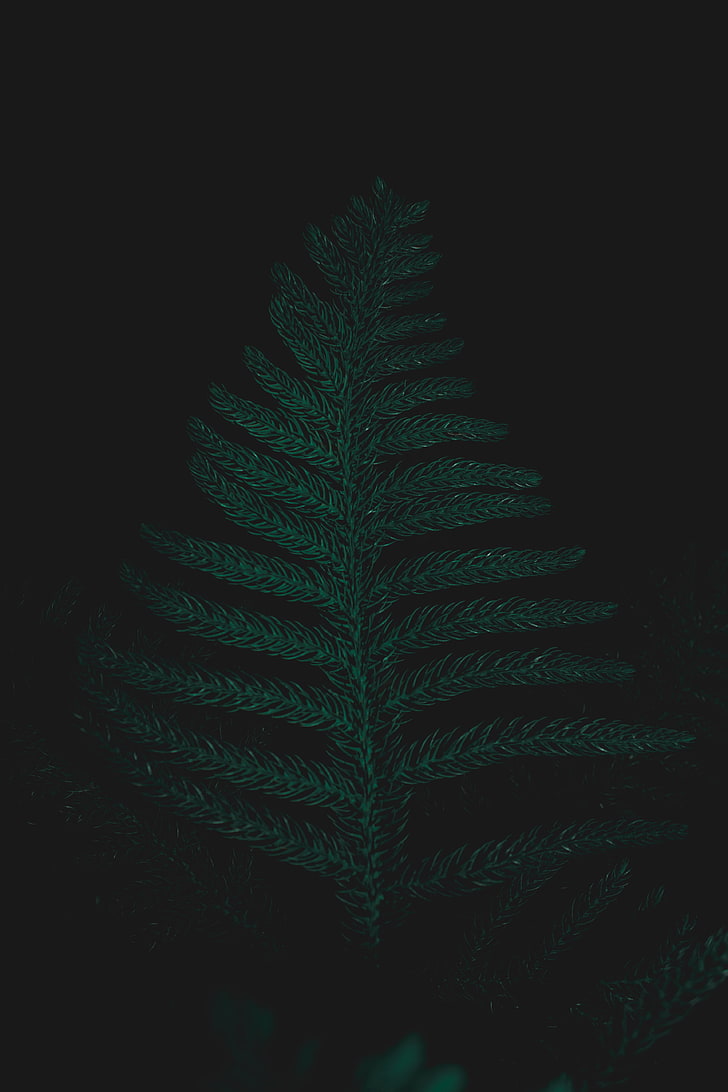 Green Plant, Ostrich Fern, Leaf, Dark, Green Color, - Darkness - HD Wallpaper 