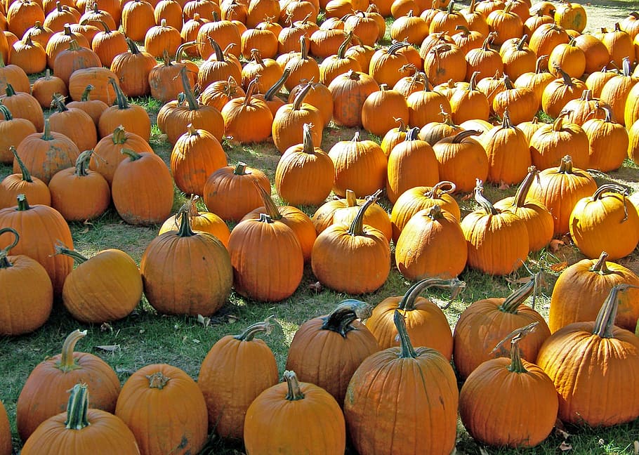 Pumpkins, Vegetable, Orange, Colour, Harvest, Food, - Pumpkin - HD Wallpaper 