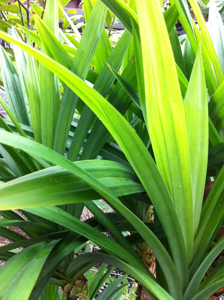 Saw Palmetto - HD Wallpaper 